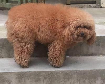 狗狗胰腺炎怎么治疗(狗狗胰腺炎怎么治疗)