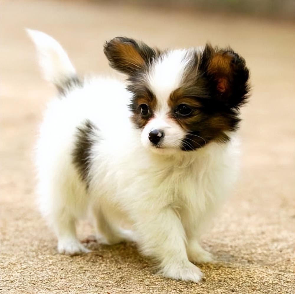 漂亮的狗狗有哪些品种（九大漂亮的狗狗排名）