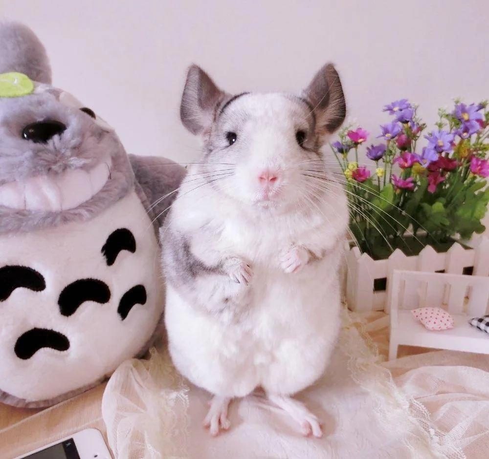 适合小孩子养迷你宠物推荐（小孩养什么宠物最安全）