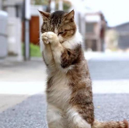 猫被抛弃后见到旧主人 养不熟的猫不想要了