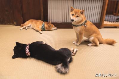 狗狗一直发抖是什么原因呢