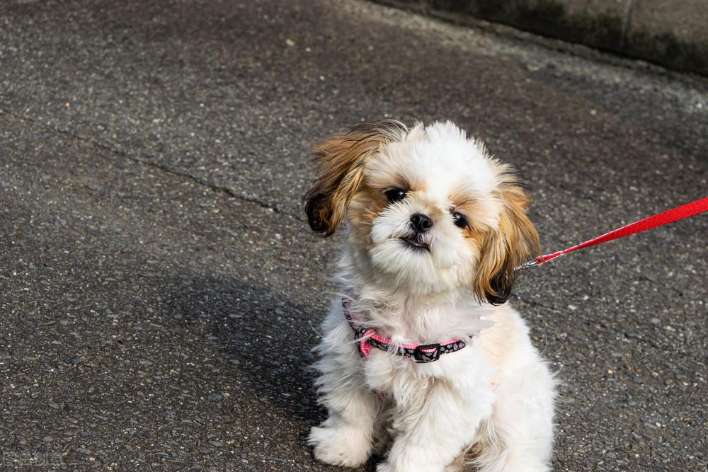 了解纯种西施犬市场行情(西施犬多少钱一只)