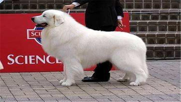 养大白熊犬要注意的事项(大白熊犬怎么养)