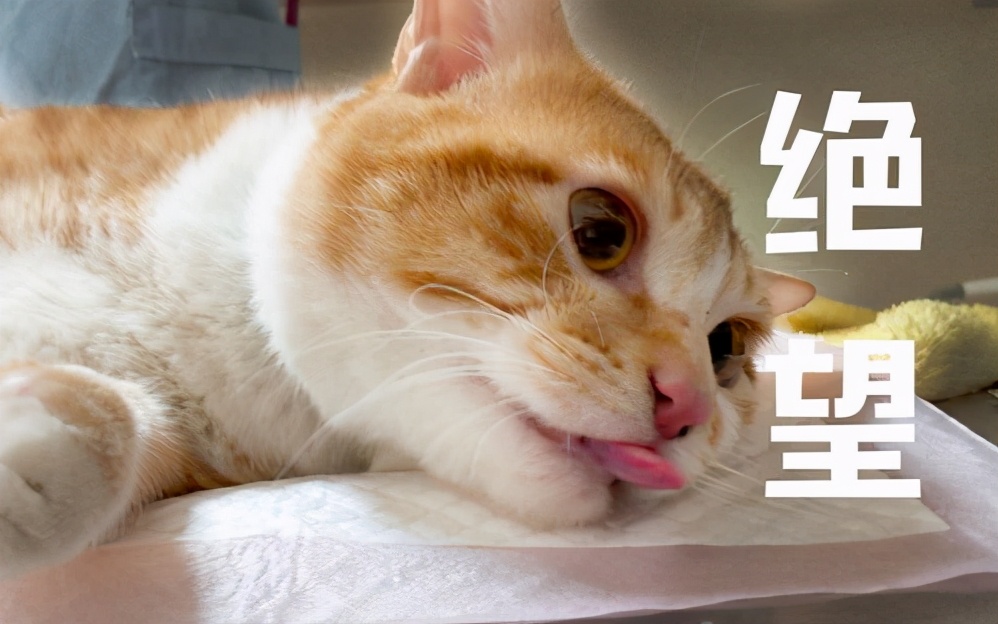 公猫不绝育可以吗(详解:养公猫不绝育有何坏处呢)