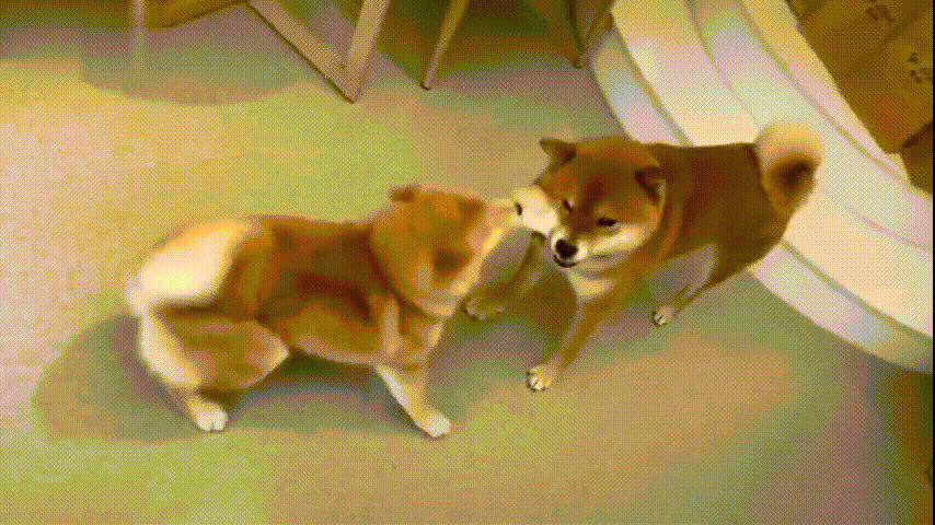 狗狗身体一阵一阵哆嗦咋回事（附：狗狗发抖有重要事情告诉你）