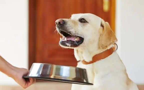 坐月子的狗狗，不能吃这些！