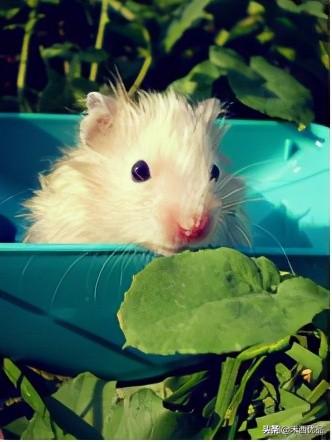 家养仓鼠的投喂技巧（仓鼠一天的伙食量）