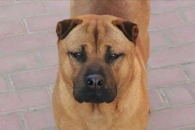 中国本土霸气的“骨嘴沙皮犬”,是国人的骄傲