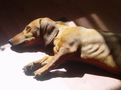 狗狗神经炎初期表现（狗狗出现这几种表现）