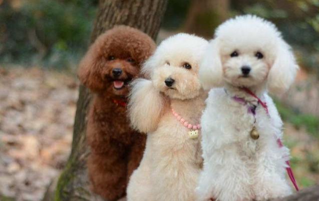 纯种黑色泰迪狗多少RMB一只（详解：泰迪犬幼犬饲养注意）