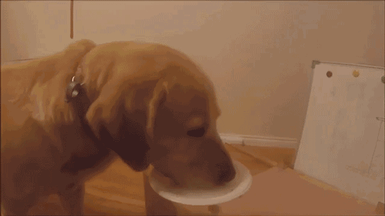 拉布拉多猎犬喜欢吃什么（分享拉布拉多喜欢吃的6种食物）