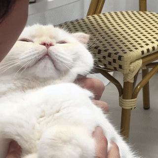 猫知道人在亲她吗