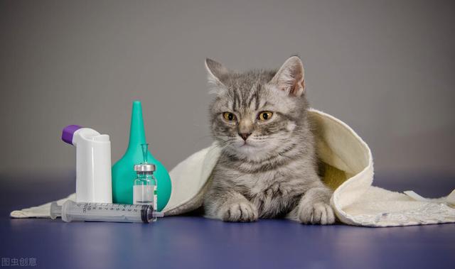 母猫不做绝育会怎么样(母猫不做绝育能活多久)