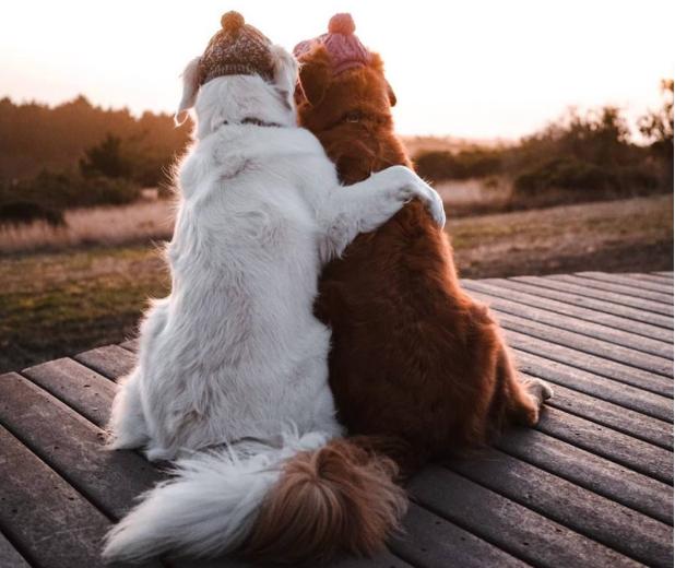 分享土狗的自然繁育方法