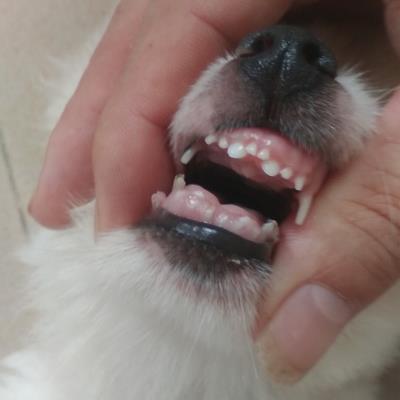 狗狗几个月换牙（狗狗换牙期注意事项）