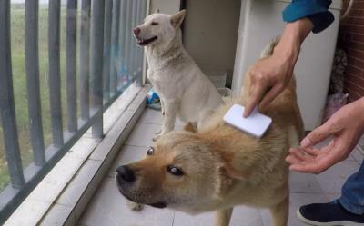 狗在危险的时候真的会保护主人吗（主人蹲下对狗狗的意义）