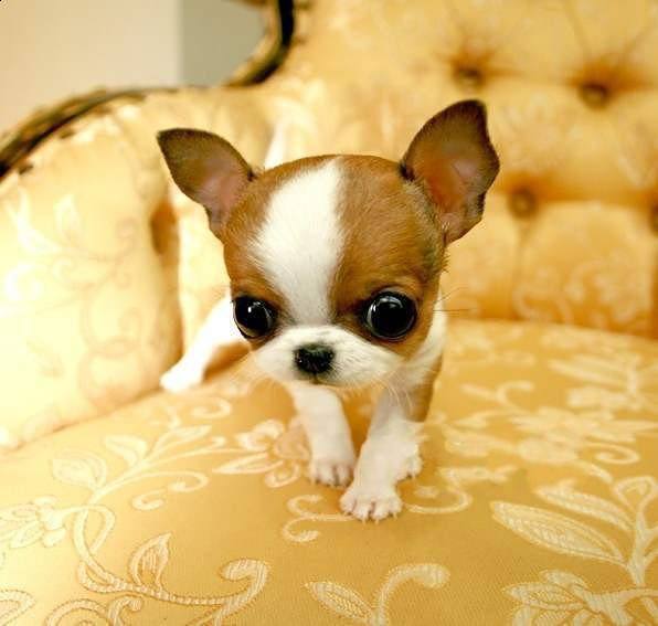 手把手教你鉴别吉娃娃的七大技巧（吉娃娃狗怎么选）