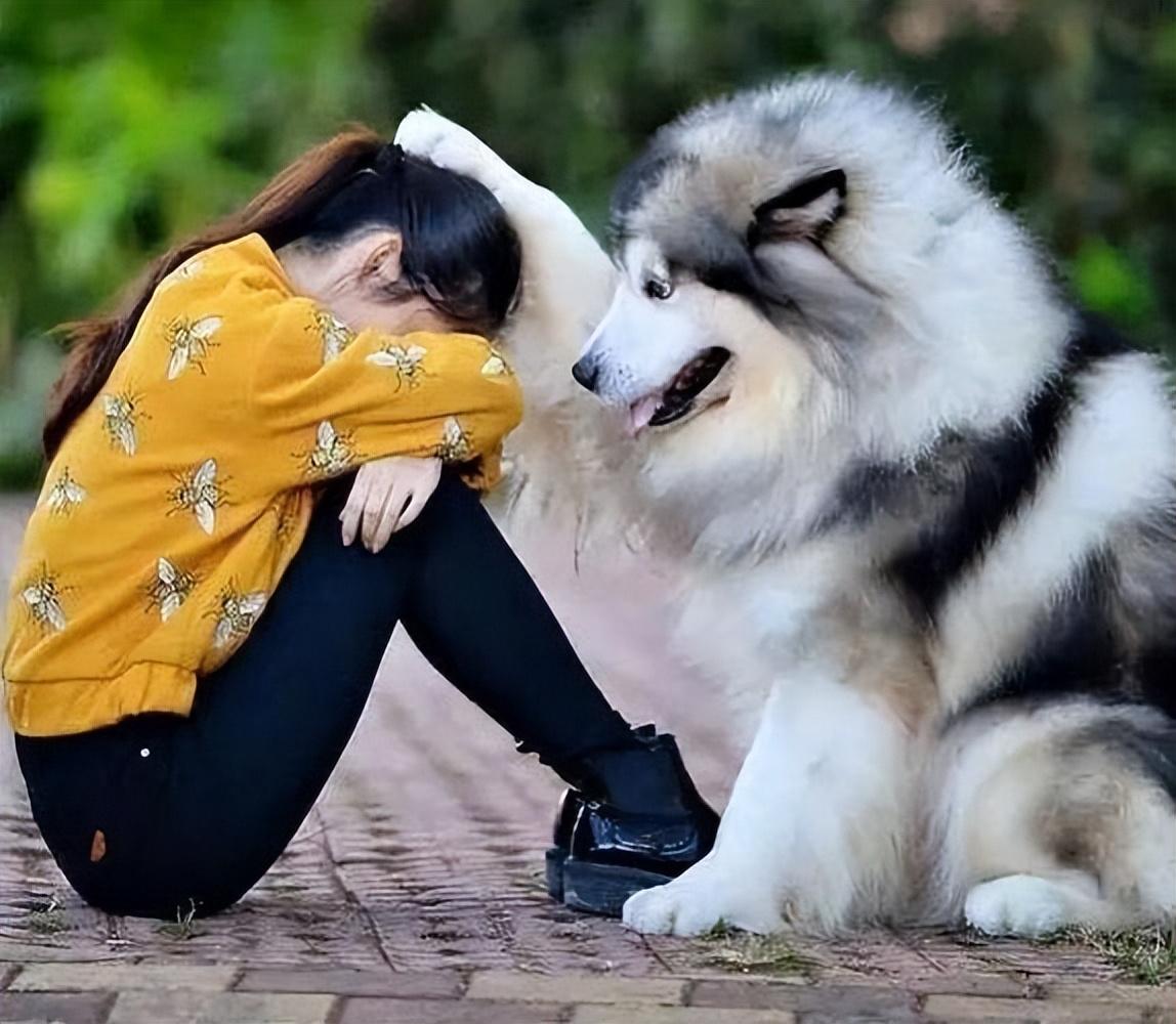 适合女生养的巨型犬（比较好养的巨型犬推荐）