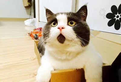 幼蓝猫可以吃哪些食物 穷人的猫饭食谱