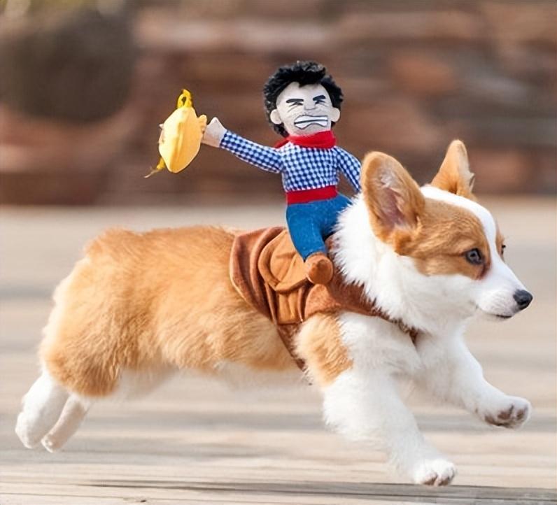 养柯基的九大好处和坏处（柯基犬的优缺点有哪些）