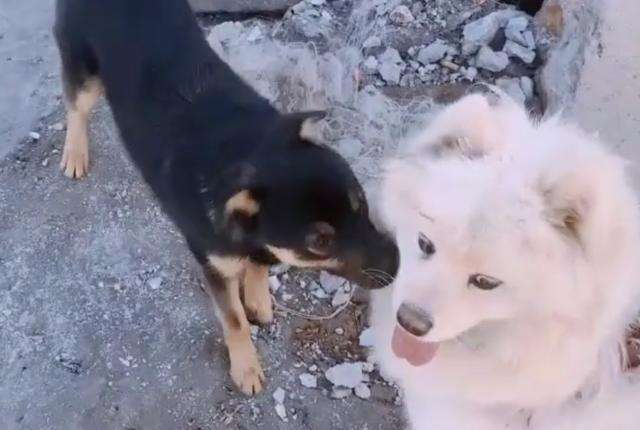 萨摩生了一窝黑色小狗，主人：我以为它们只是普通朋友