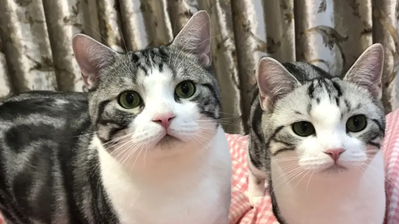 美短与起司猫是哪些品种(附:通常美短加白就叫起司猫)