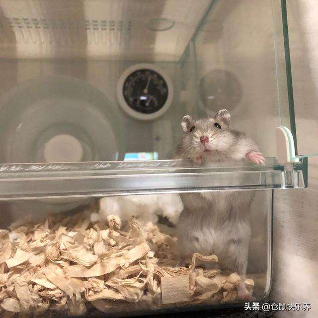 仓鼠老去难以阻挡,回忆过去美好2年,饲主感叹:以后不养仓鼠了