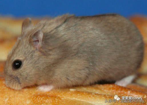 盘点各种色系的坎贝尔仓鼠（为何不建议养银狐仓鼠）