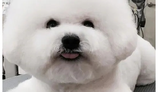 比熊犬得细小会出现的症状及相关治疗方法，快来好好掌握png