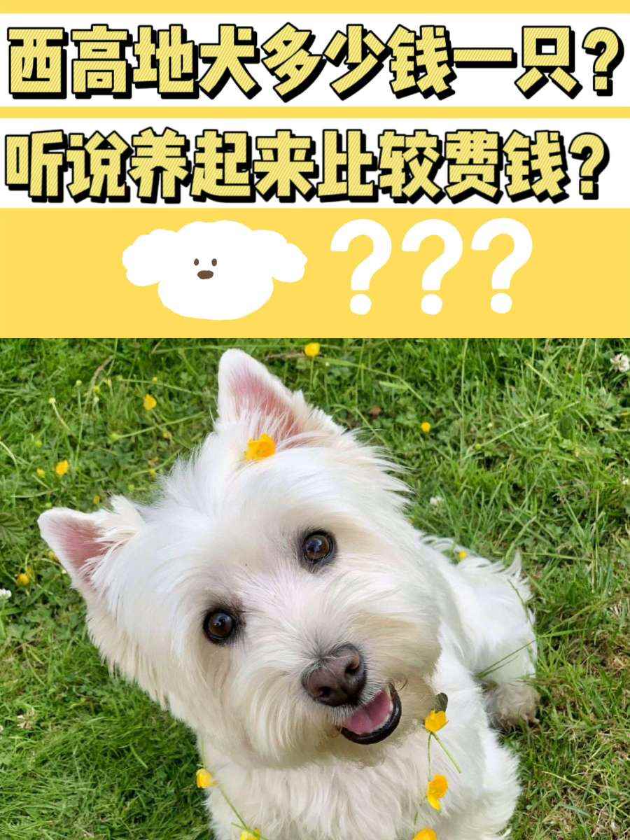 西高地犬目前的市场价格