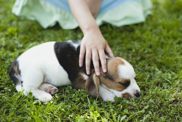 狗狗吐出大量半消化的食物（附：狗狗为何呕吐食物残渣）