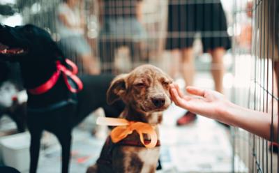 狗多大打疫苗(狗子疫苗怎么打)