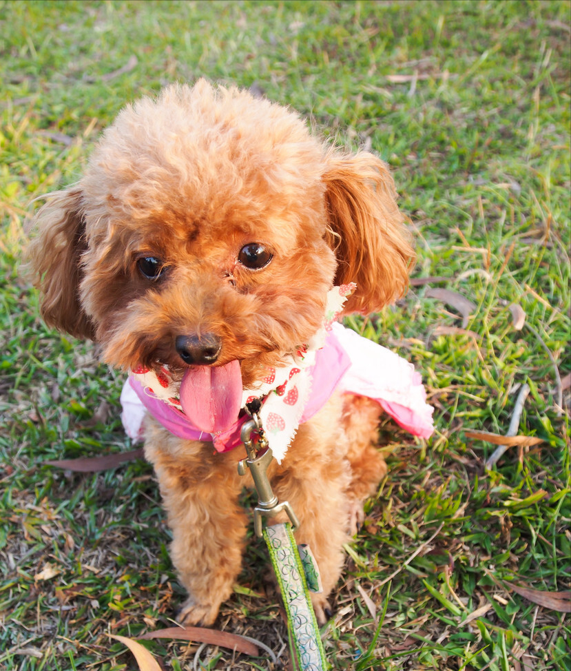 迷你贵宾犬好养吗（了解养贵宾犬的性格优点和缺点）