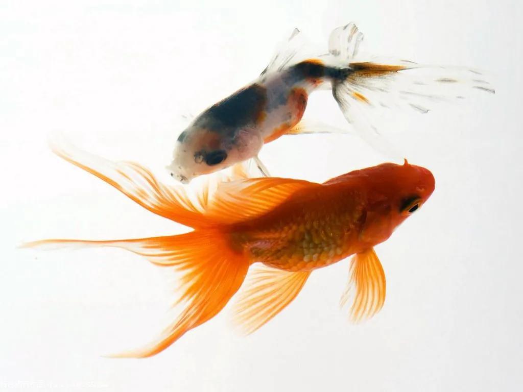 适合小孩子养迷你宠物推荐（小孩养什么宠物最安全）