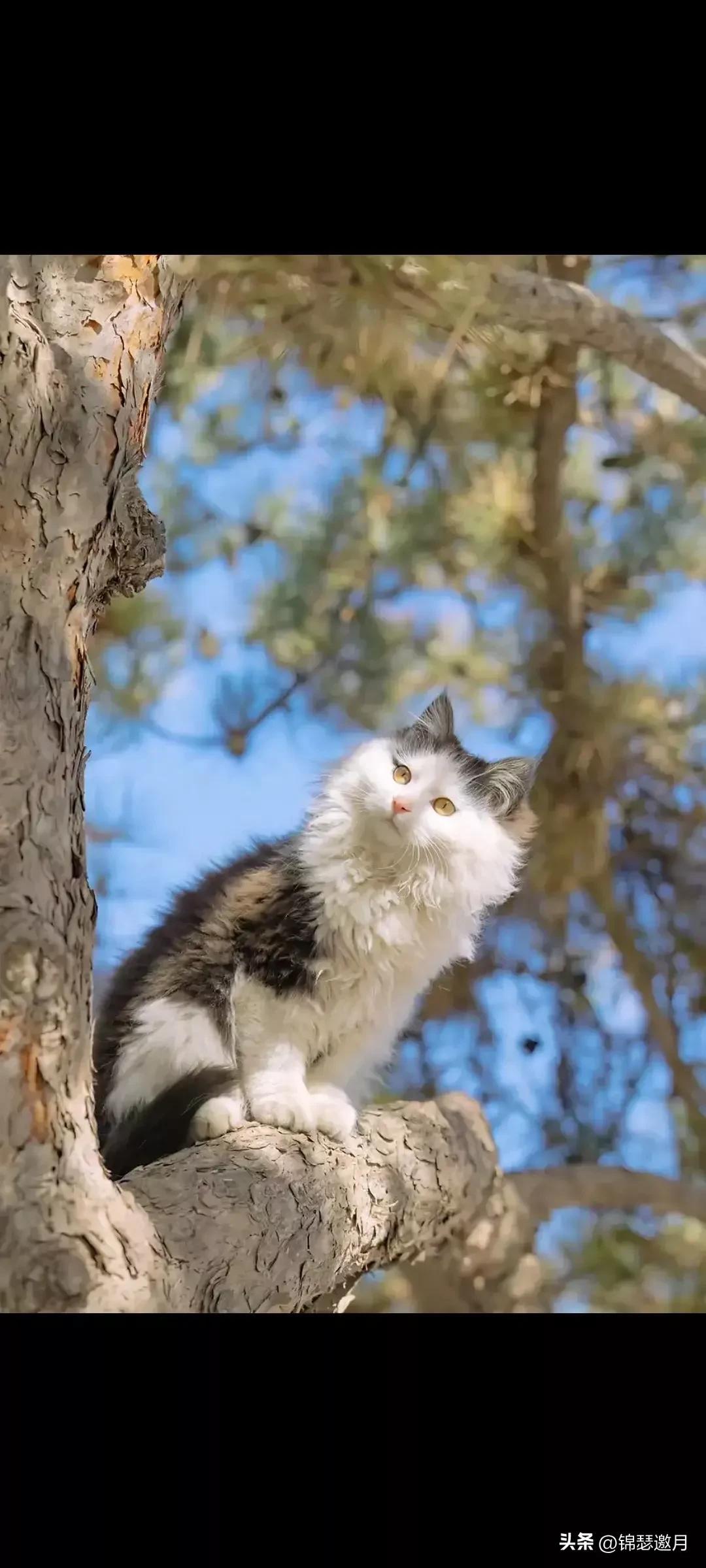 猫图片大全可爱（分享图片可爱的猫猫）