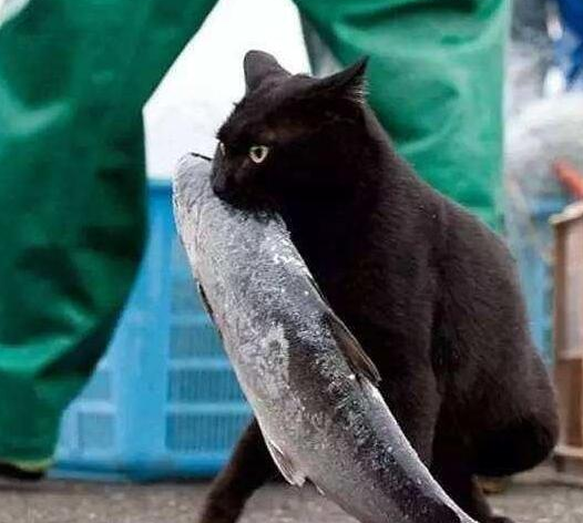 猫咪为什么喜欢舔毛?我来告诉你答案! 猫咪为什么喜欢舔毛?我来告诉你答案!