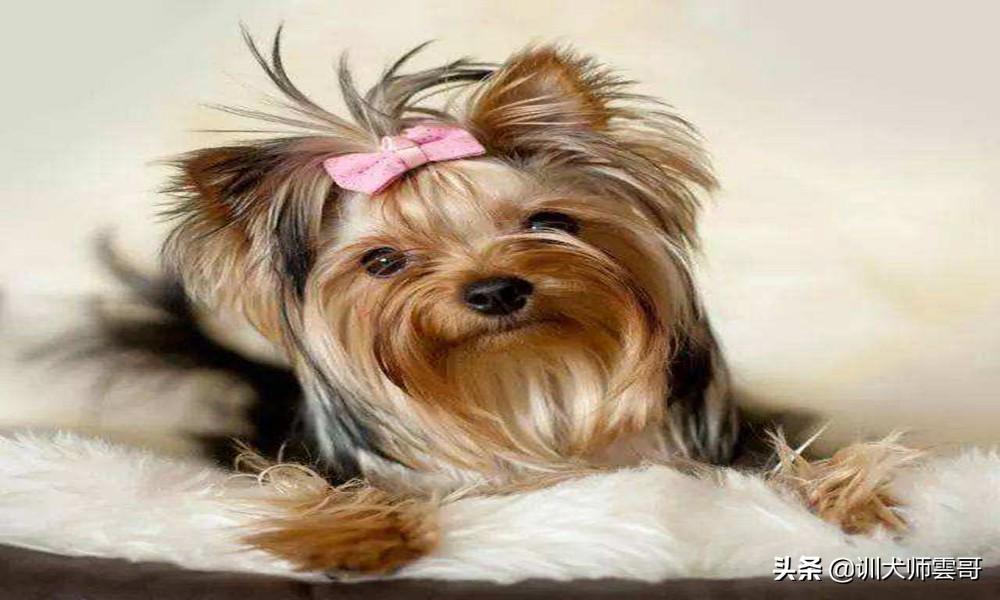 十种脾气好的小型犬介绍（小型犬哪个聪明好养）