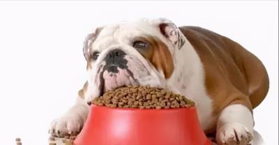 狗狗食欲变差的几种原因（狗狗挑食的6个原因）