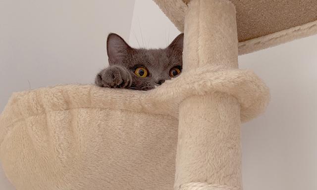 猫三联预防哪些病(猫三联预防哪些病毒)