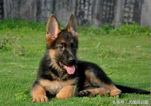 德牧幼犬怎么养才好呢