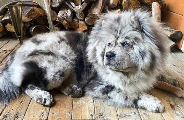 毛色稀有的帅气松狮犬，侧脸看是霸气小狮子，实际上超可爱