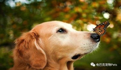 狗狗阴道肿了(狗狗の大姨妈)