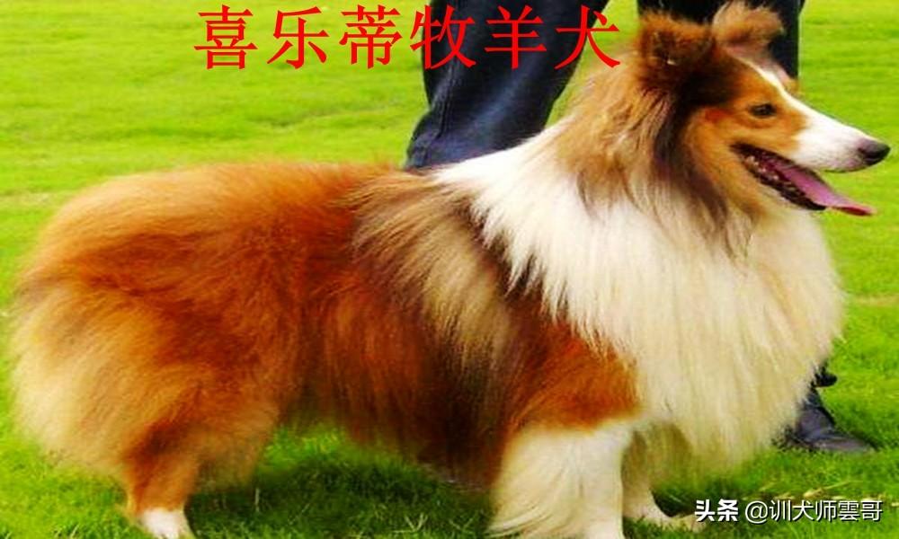 世界十大牧羊犬排名（牧羊犬哪个品种好）