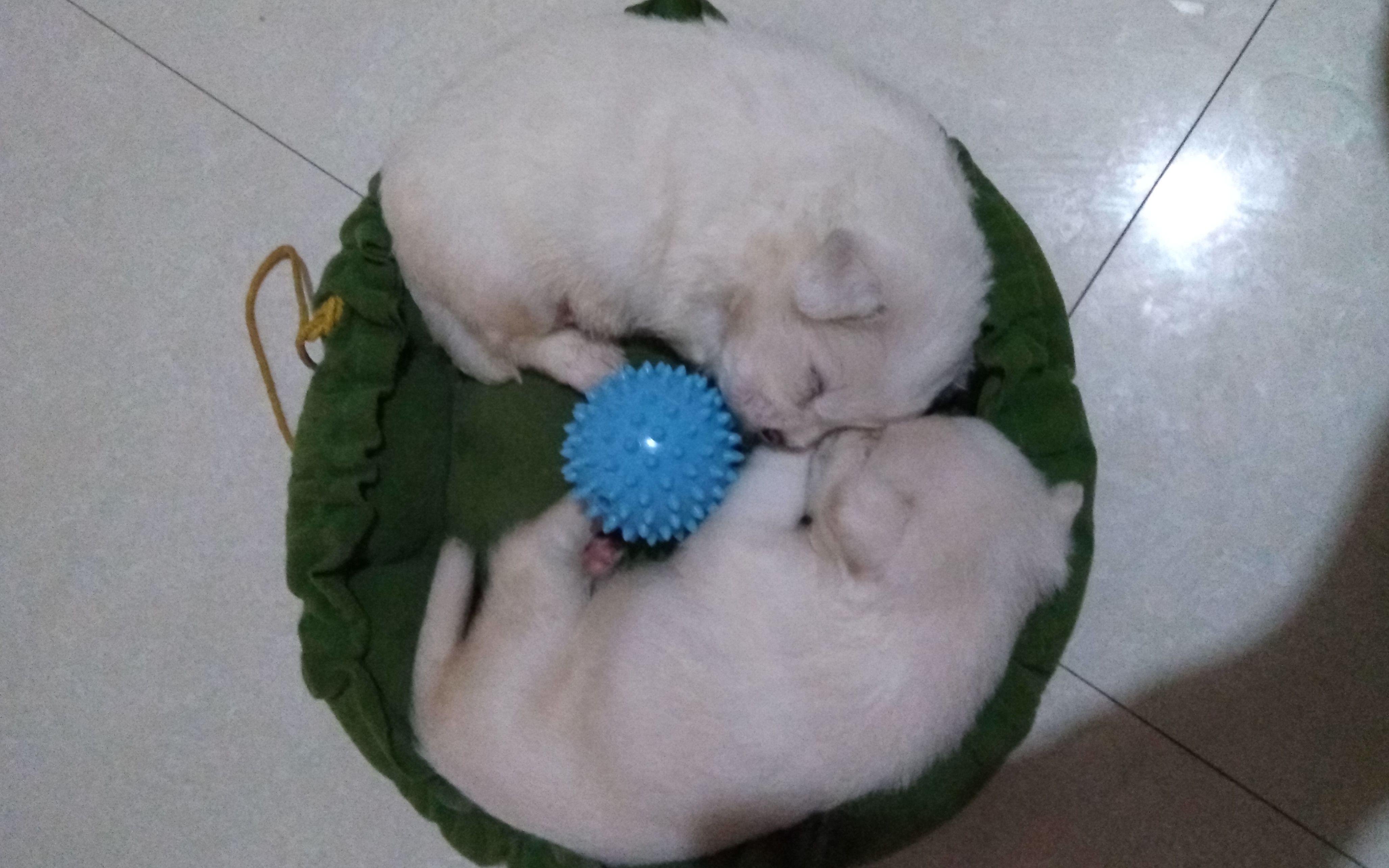 训练狗狗技巧和方法(幼犬认主训练需要四个月的时间)