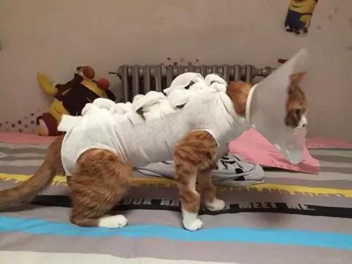 如何防止不绝育公猫乱尿（附：除了绝育能让猫不乱尿的妙招）