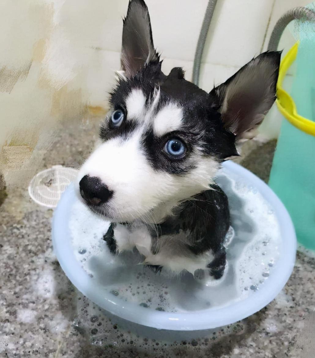 了解哈士奇价格一览表（哈士奇多少钱一只）