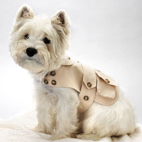 宠物犬排名及图片大全（宠物犬种类大全及名称）