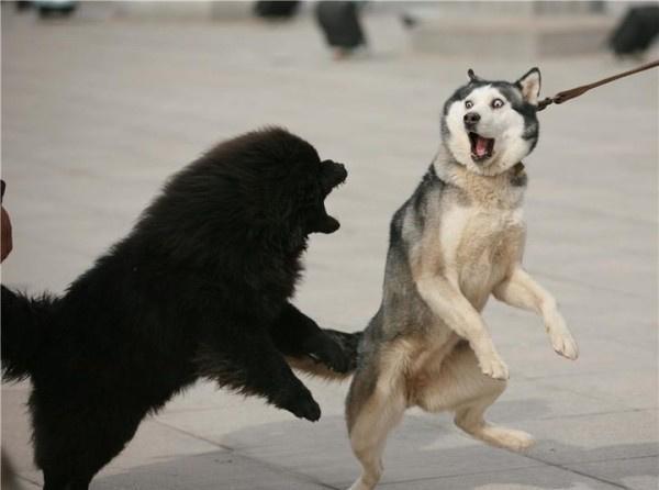 盘点十种好养的狗狗（养什么狗最省心）