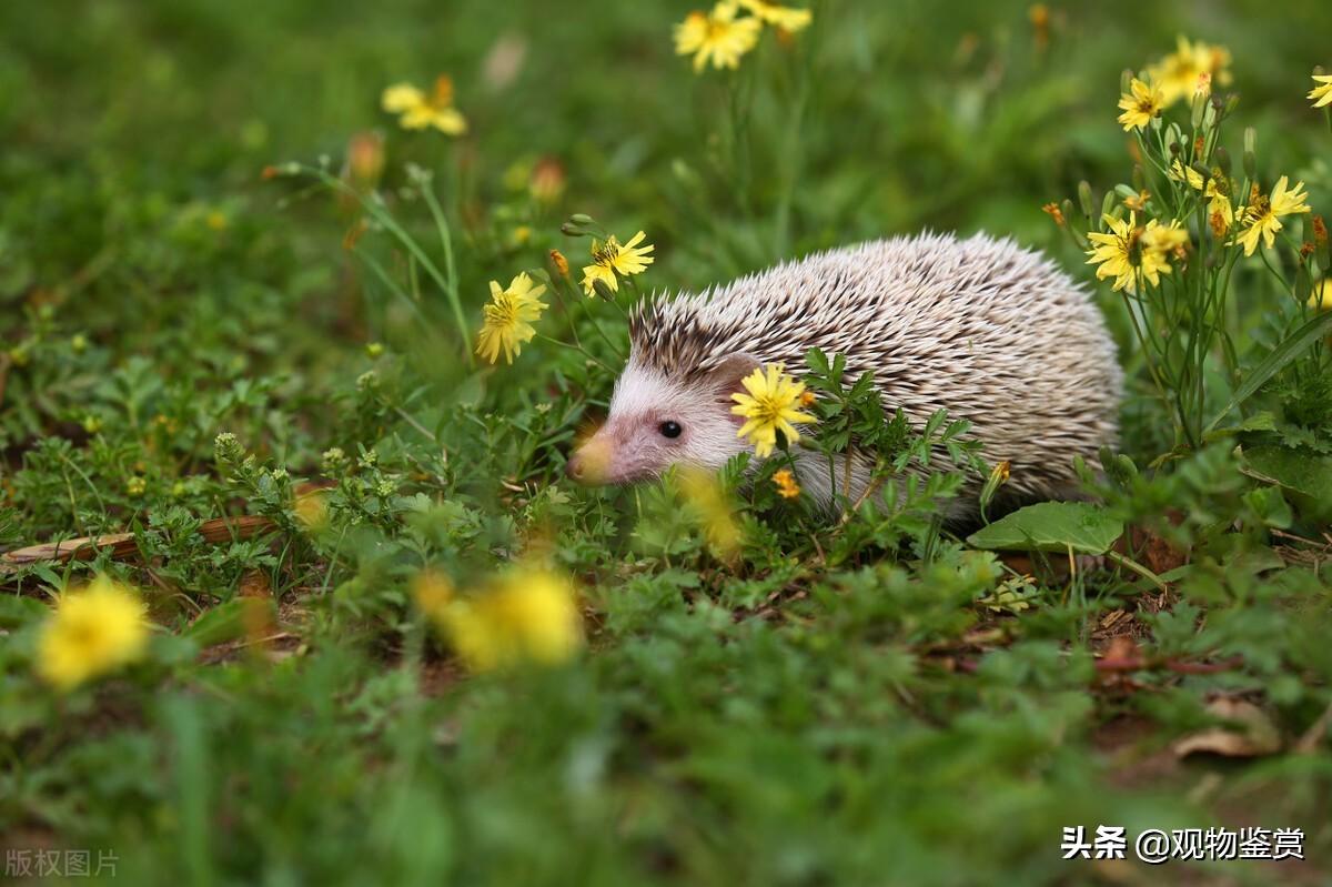 刺猬是杂食动物or肉食动物？（ 养刺猬的优缺点）