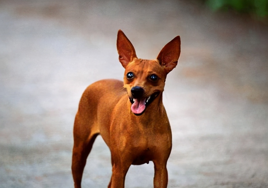 后悔养小鹿犬的人多吗